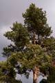 Pinus sylvestris IMG_9025 Sosna pospolita